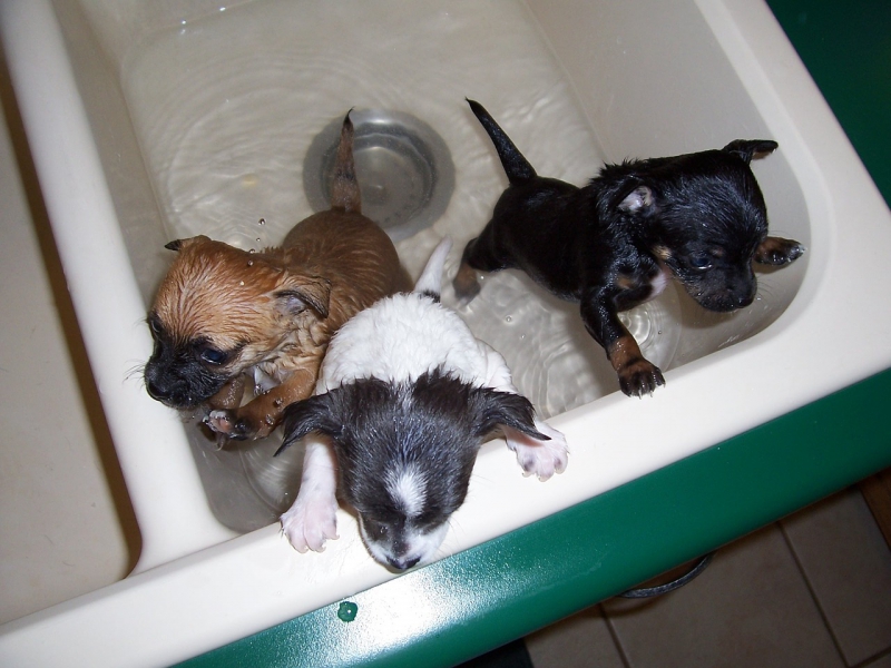 toiletteur-GINASSERVIS-min_bath-time-1111748_1280