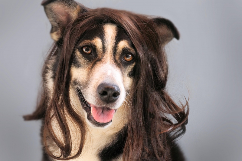 toiletteur-GINASSERVIS-min_dog-1776721